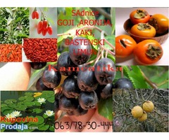 Japanska jabuka kaki, Crna malina, Kamcatika, Sibirski kiwi, aronija,goji Japanska jabuka kaki, Crna malina, Kamcatika, Sibirski kiwi, aronija,goji