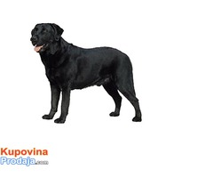 Labrador retriver slobodan za parenje,besplatno Labrador retriver slobodan za parenje,besplatno