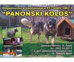 Šarplaninac štenci izuzetnog kvaliteta Šarplaninac štenci izuzetnog kvaliteta