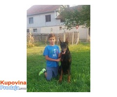 DOBERMAN stenci jakih krvnih linija - Fotografija 1/6