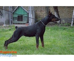 DOBERMAN stenci jakih krvnih linija - Fotografija 2/6