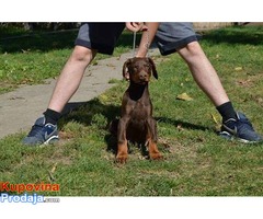 DOBERMAN stenci jakih krvnih linija - Fotografija 3/6