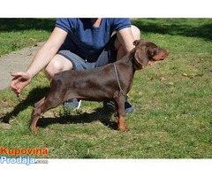 DOBERMAN stenci jakih krvnih linija - Fotografija 4/6