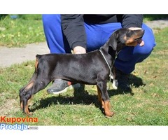 DOBERMAN stenci jakih krvnih linija - Fotografija 5/6