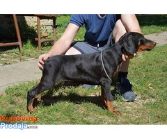 DOBERMAN stenci jakih krvnih linija - Fotografija 6/6