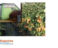 Obezbedite kvalitetne sadnice voća OVDE - Fotografija 1/2