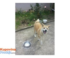 Japanska Akita Inu stene - muzijak - Fotografija 1/6