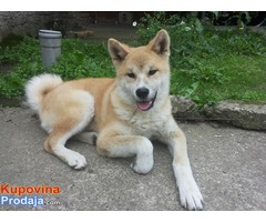 Japanska Akita Inu stene - muzijak - Fotografija 2/6