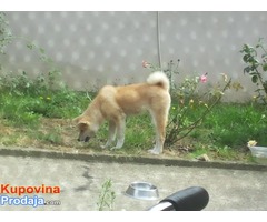 Japanska Akita Inu stene - muzijak - Fotografija 3/6