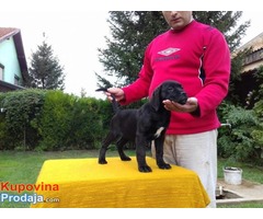 Cane Corso - POVOLJNO !!! - Fotografija 1/9