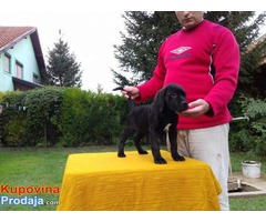 Cane Corso - POVOLJNO !!! - Fotografija 2/9