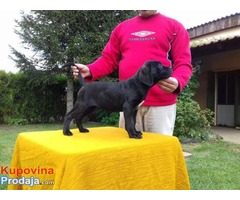 Cane Corso - POVOLJNO !!! - Fotografija 3/9