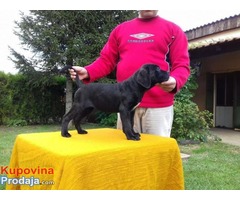 Cane Corso - POVOLJNO !!! - Fotografija 4/9