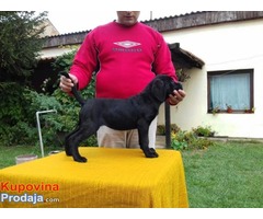 Cane Corso - POVOLJNO !!! - Fotografija 7/9