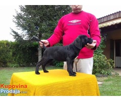 Cane Corso - POVOLJNO !!! - Fotografija 8/9