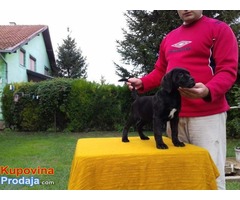 Cane Corso - POVOLJNO !!! - Fotografija 9/9