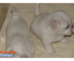 Coton de Tulear-mali štenci oba pola - Fotografija 2/3