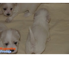 Coton de Tulear-mali štenci oba pola - Fotografija 3/3