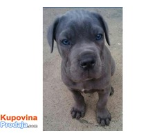 Cane Corso stenci na prodaju - Fotografija 1/4