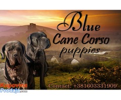 Cane Corso stenci na prodaju - Fotografija 2/4