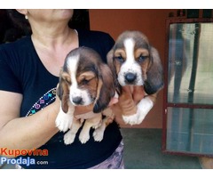 Na prodaju štenad američkog baseta