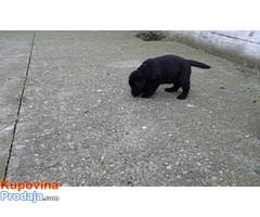Labrador štenci - šampionskog porekla - Fotografija 3/9