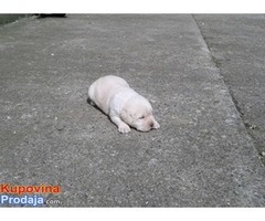 Labrador štenci - šampionskog porekla - Fotografija 6/9
