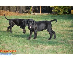 Cane Corso štenci - Fotografija 1/5