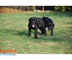 Cane Corso štenci - Fotografija 5/5