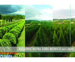 PRODAJA TUJA/RASADNIK RAVNA GORA MIONICA - Fotografija 1/5