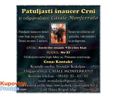 Patuljasti šnaucer Crni iz odgajivacnice Casale Monferrato - Fotografija 1/2