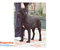 NA PRODAJU stenci CANE CORSO - Fotografija 1/6