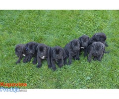 NA PRODAJU stenci CANE CORSO - Fotografija 2/6