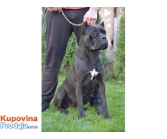 NA PRODAJU stenci CANE CORSO - Fotografija 3/6