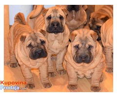 SAR PEI - prelepi stenci