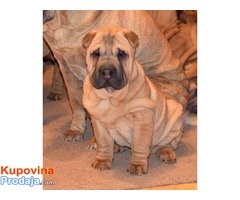 SAR PEI - prelepi stenci