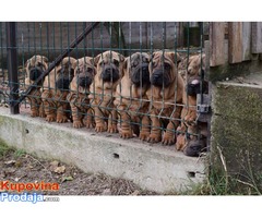 SAR PEI - prelepi stenci - Fotografija 4/5