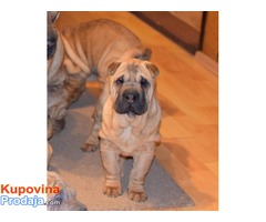 SAR PEI - prelepi stenci - Fotografija 5/5