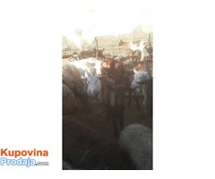 Celo stado od 29 koza - na prodaju Celo stado od 29 koza - na prodaju