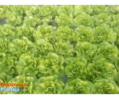 Prodaja zelene salate - Fotografija 2/5
