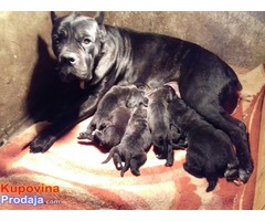 Cane Corso - vrhunski štenci - Fotografija 1/8