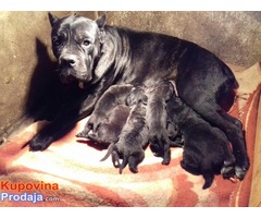 Cane Corso - vrhunski štenci - Fotografija 5/8