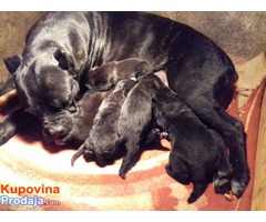 Cane Corso - vrhunski štenci - Fotografija 8/8