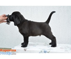 Labrador retriver - musko stene - Fotografija 1/2