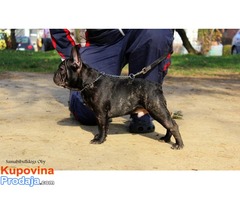 Francuski buldog , muska stenad - Fotografija 3/4