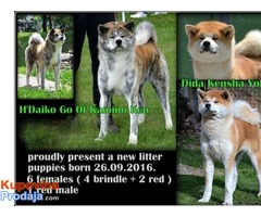 Akita Inu,stenci izlozbenog potencijala - Fotografija 1/7