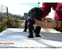 Cane Corso štenci !! - Fotografija 6/10