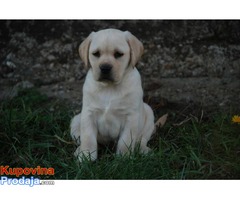 Labrador stenci - Fotografija 7/10