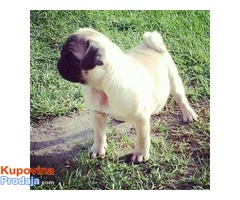 MOPS - zensko stene na prodaju - Fotografija 1/2