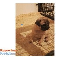 MOPS - zensko stene na prodaju - Fotografija 2/2